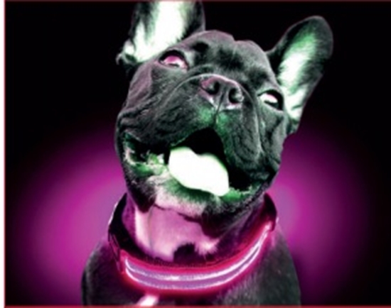Picture of FREEDOG LED COLLAR